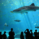 Illustration for article titled Fill in the blank: A gaggle of geese, a pride of lions, a ________ of whale sharks